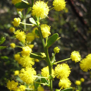 Acacia acinacea - Australian Native Plant