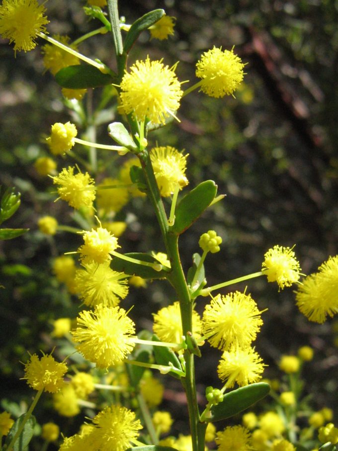 Acacia acinacea - Australian Native Plant