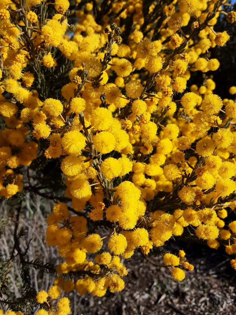 Acacia conferta - Australian Native Plant