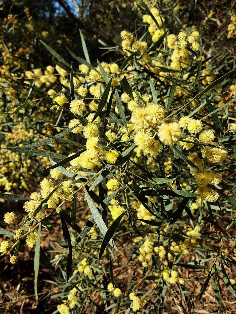 Acacia verniciflua - Australian Native Plant