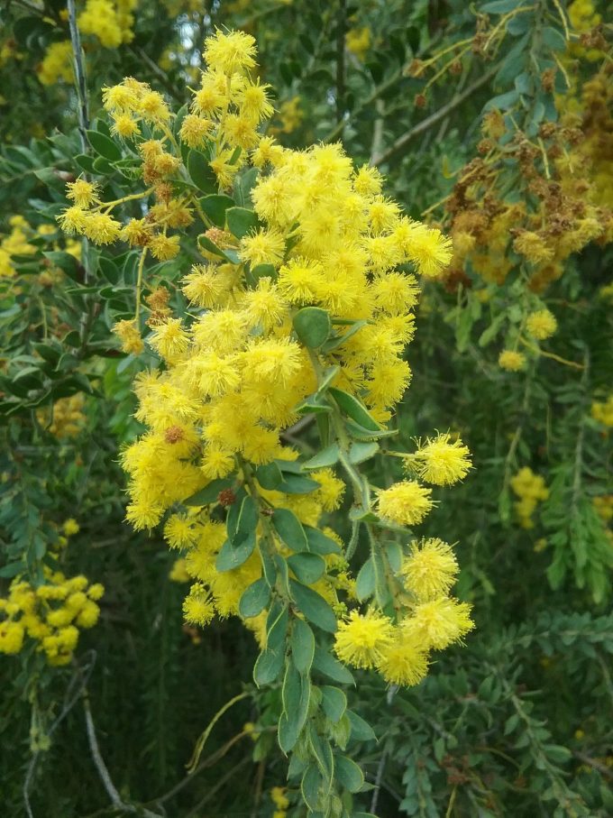 Acacia vestita - Australian Native Plant