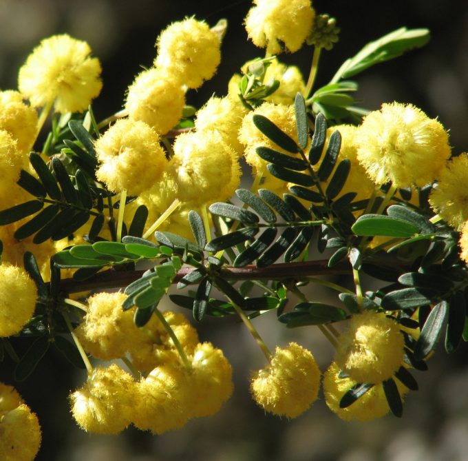 Acacia nigricans - Australian Native Plant