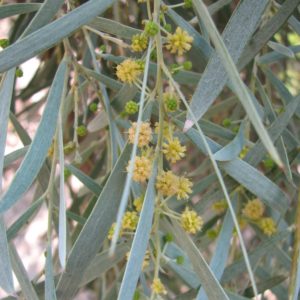Acacia pendula - Australian Native Plant