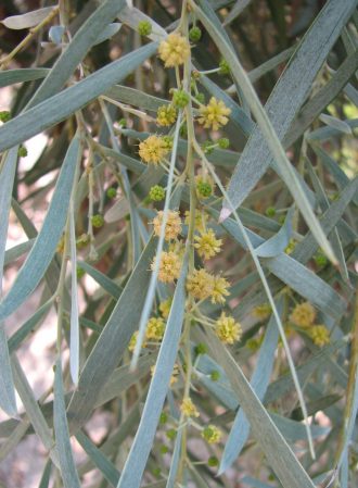 Acacia pendula seed 30 seeds