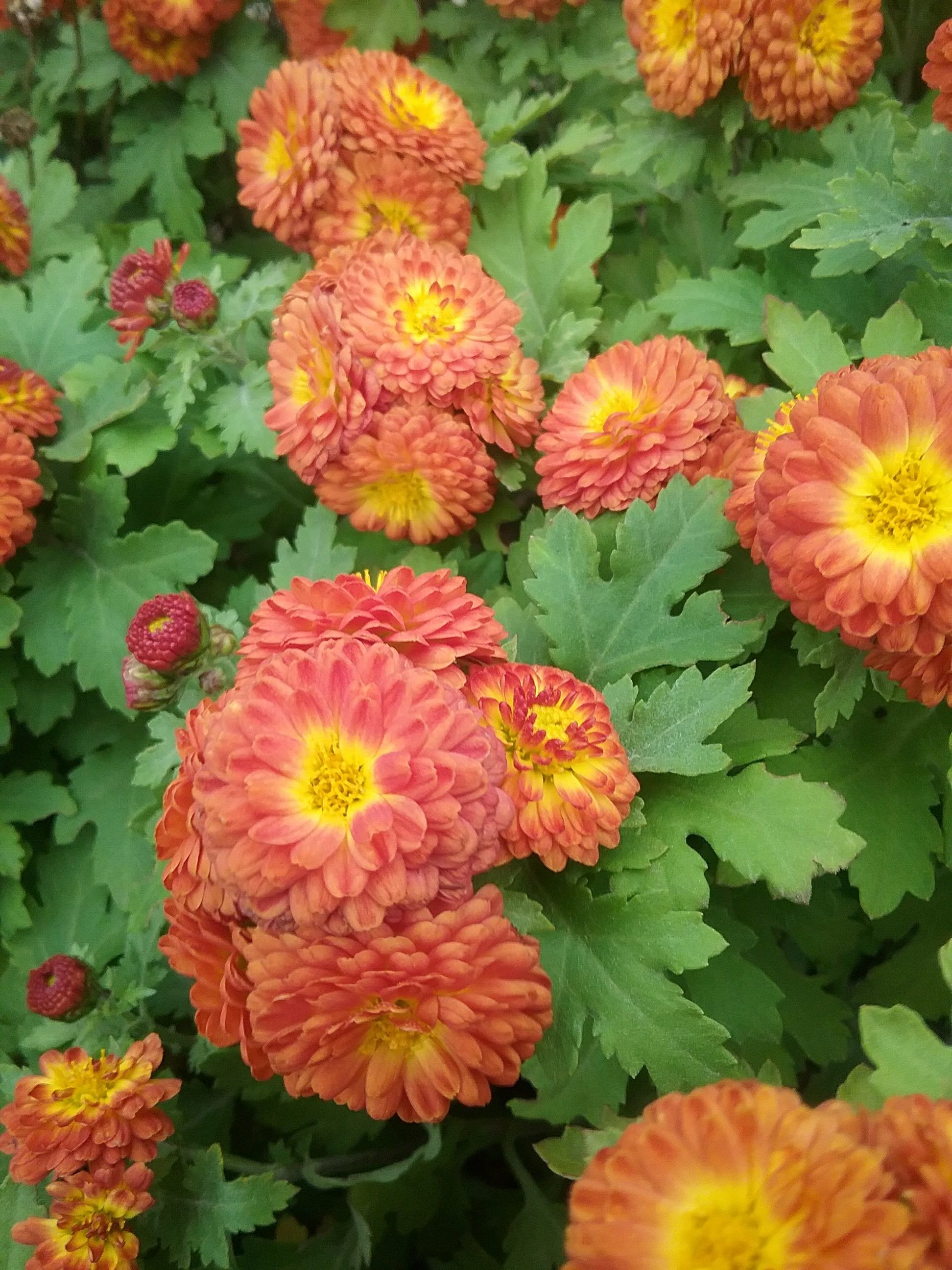 Chrysanthemum Copper Buttons BARE ROOTED Trigg Plants