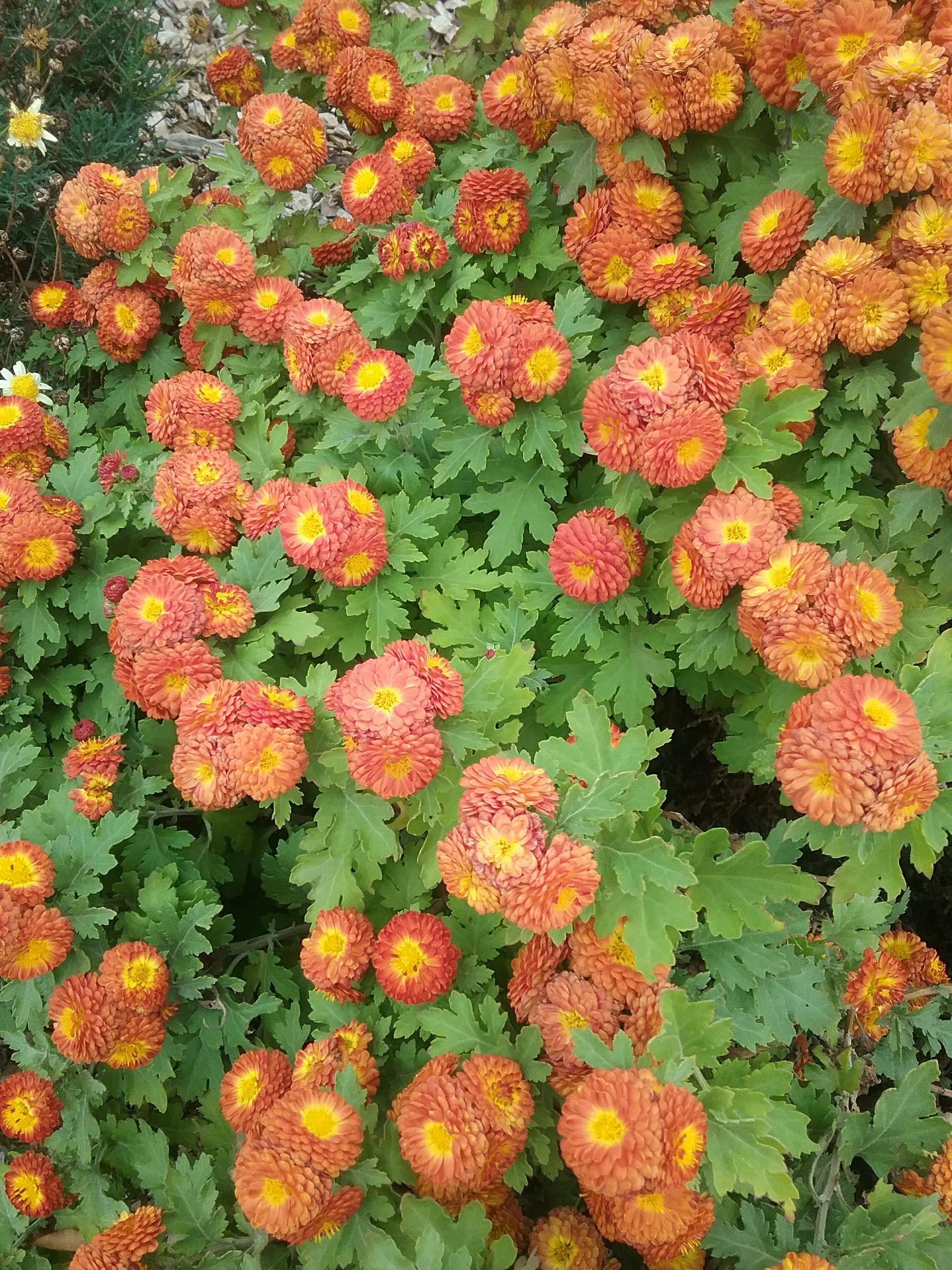 Chrysanthemum Copper Buttons BARE ROOTED Trigg Plants