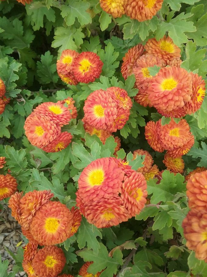 Chrysanthemum Copper Buttons - Perennial Plant