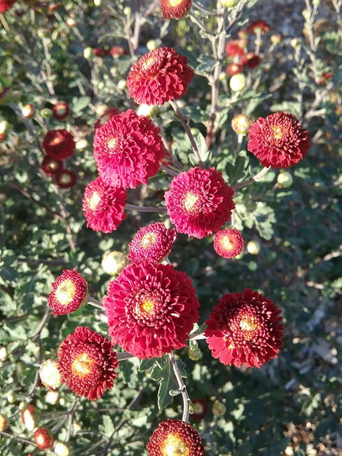 Chrysanthemum Red Buttons - Perennial Plant