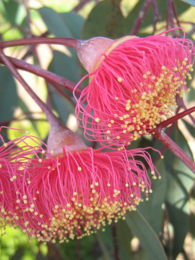 Eucalyptus caesia - Australian Native Tree