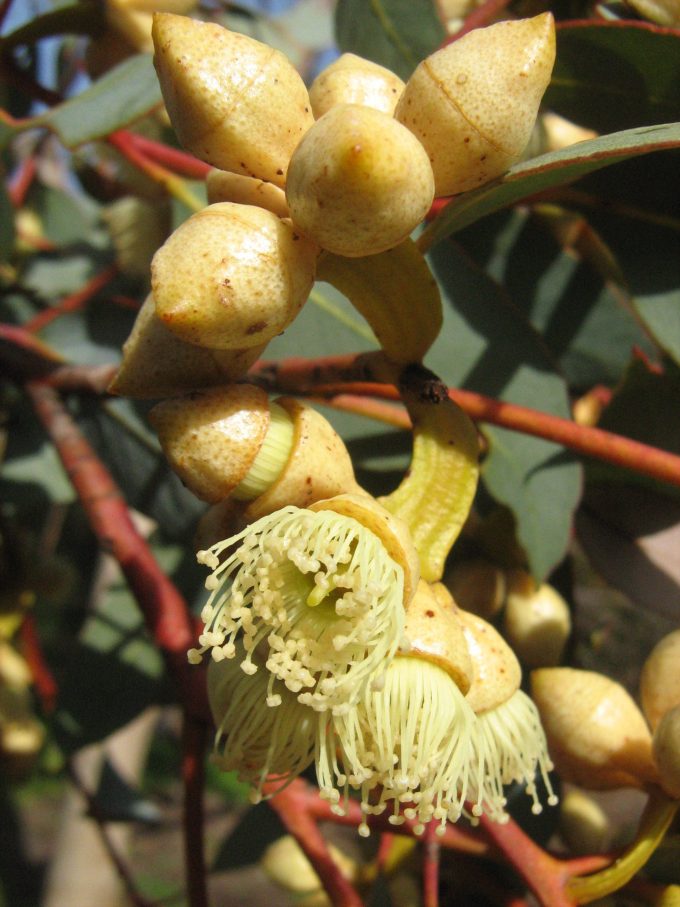 Eucalyptus kessellii - Australian Native Tree