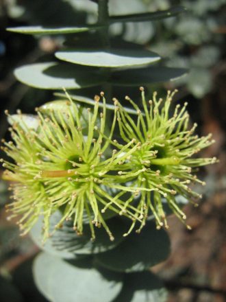 Eucalyptus kruseana in 68mm Super Tube