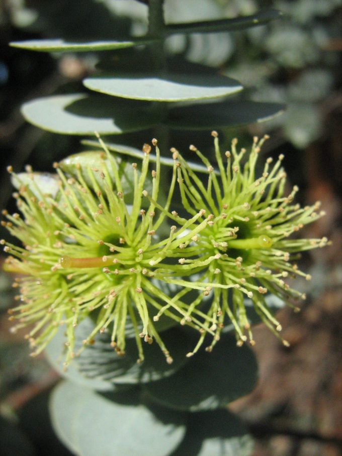 Eucalyptus kruseana - Australian Native Tree