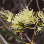Eucalyptus varia ssp salsuginosa - Australian Native Tree