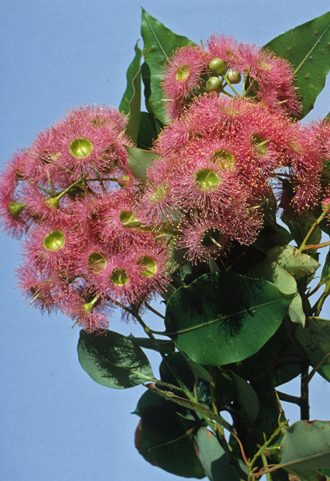 Eucalyptus calophylla rosea Australian native plant