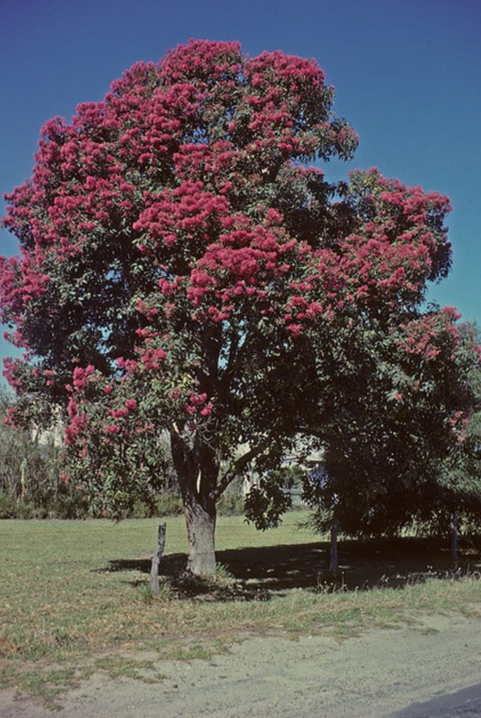 eucalyptus calophylla rosea - Australian Native Tree