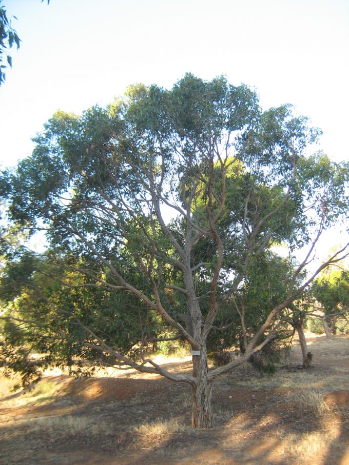 Eucalyptus yangoura - Australian Native Tree
