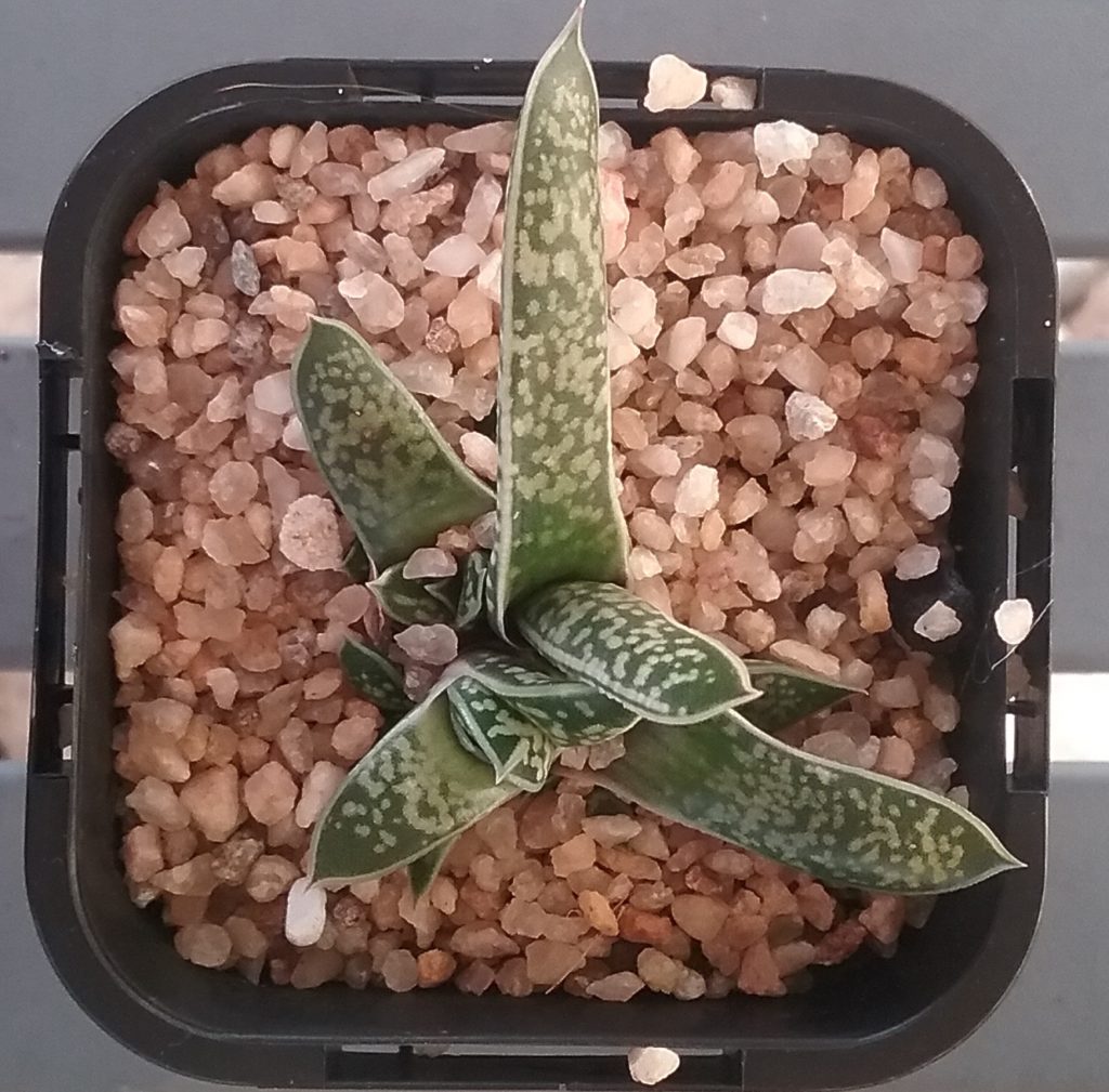 Gasteria pulchra