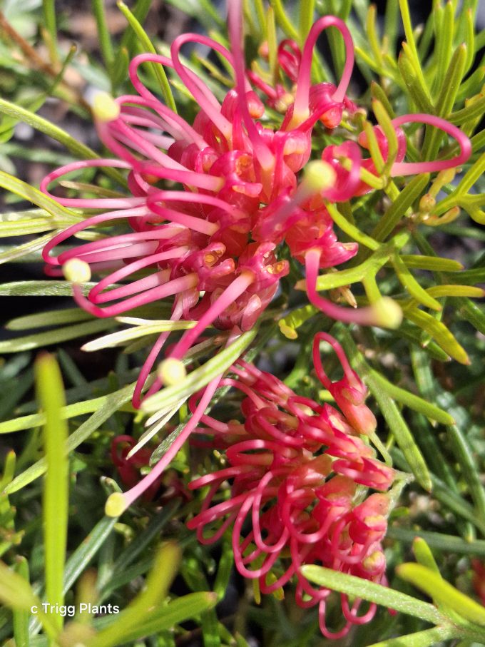 Grevillea delta green leaf form Australian native plant