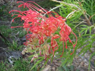 Grevillea Ned Kelly