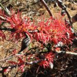 Hakea orthorrhyncha - Australian Native Plant