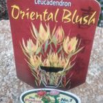 Leucadendron Oriental Blush label