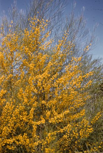 Acacia gracilifolia in 50mm forestry tube