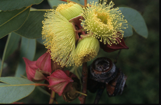Eucalyptus pachyphylla 50 seeds