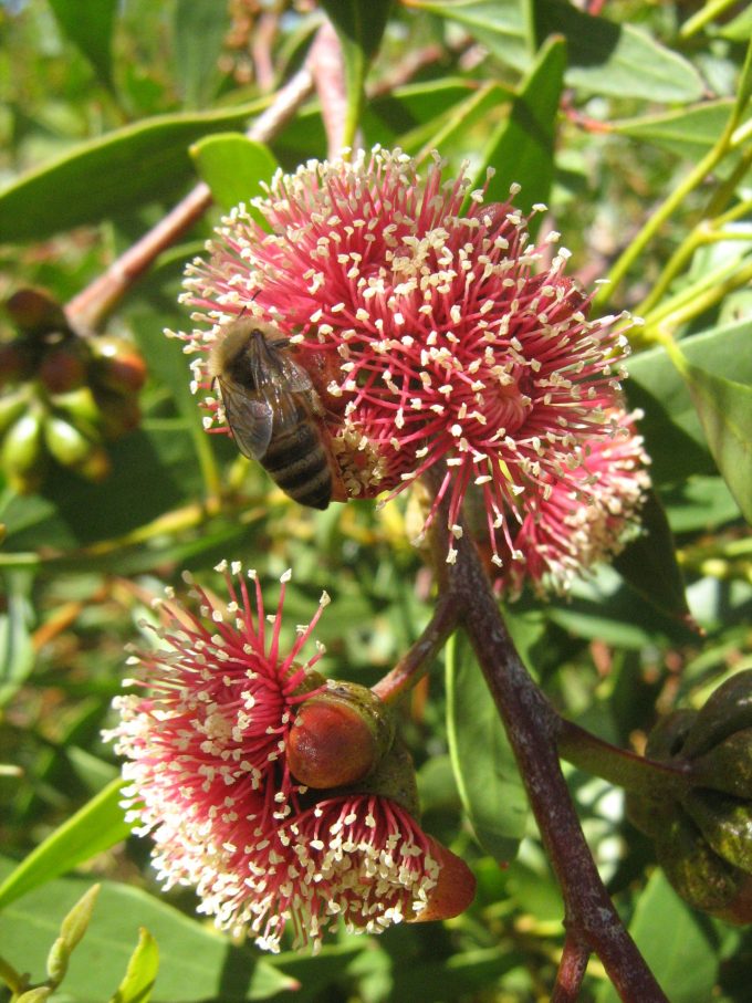 Eucalyptus nutans - Australian Native Plant