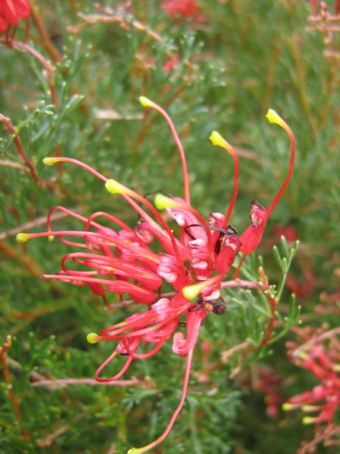 Grevillea Neon Pink in 50mm Forestry Tube