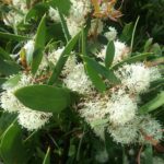 Hakea nitida - Australian Native Plant