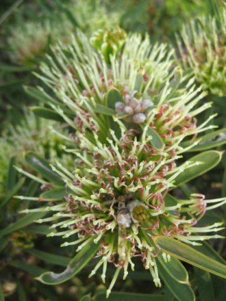 Hakea corymbosa - Australian Native Plant