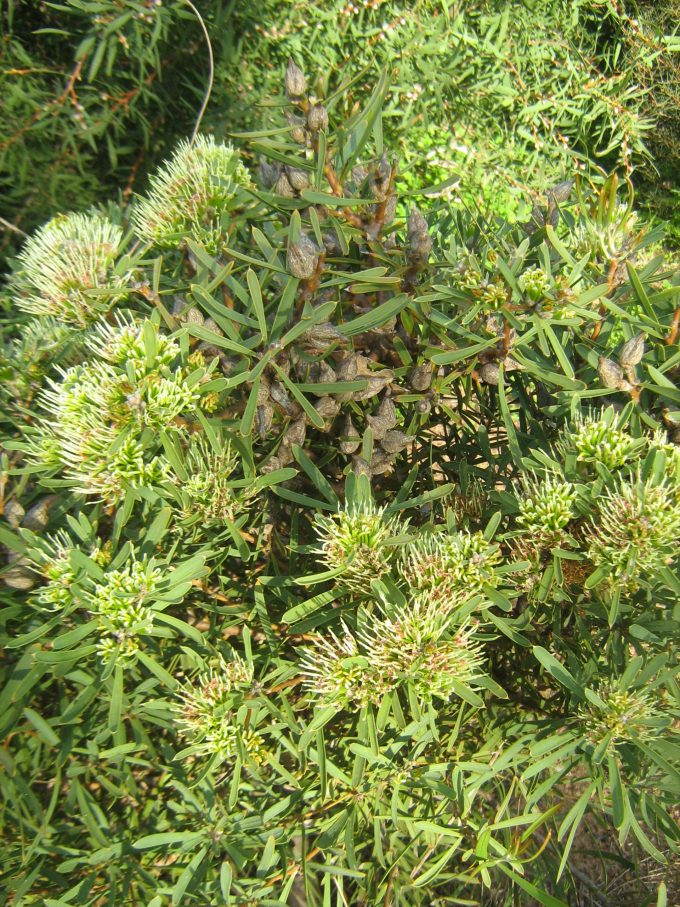 Hakea corymbosa - Australian Native Plant