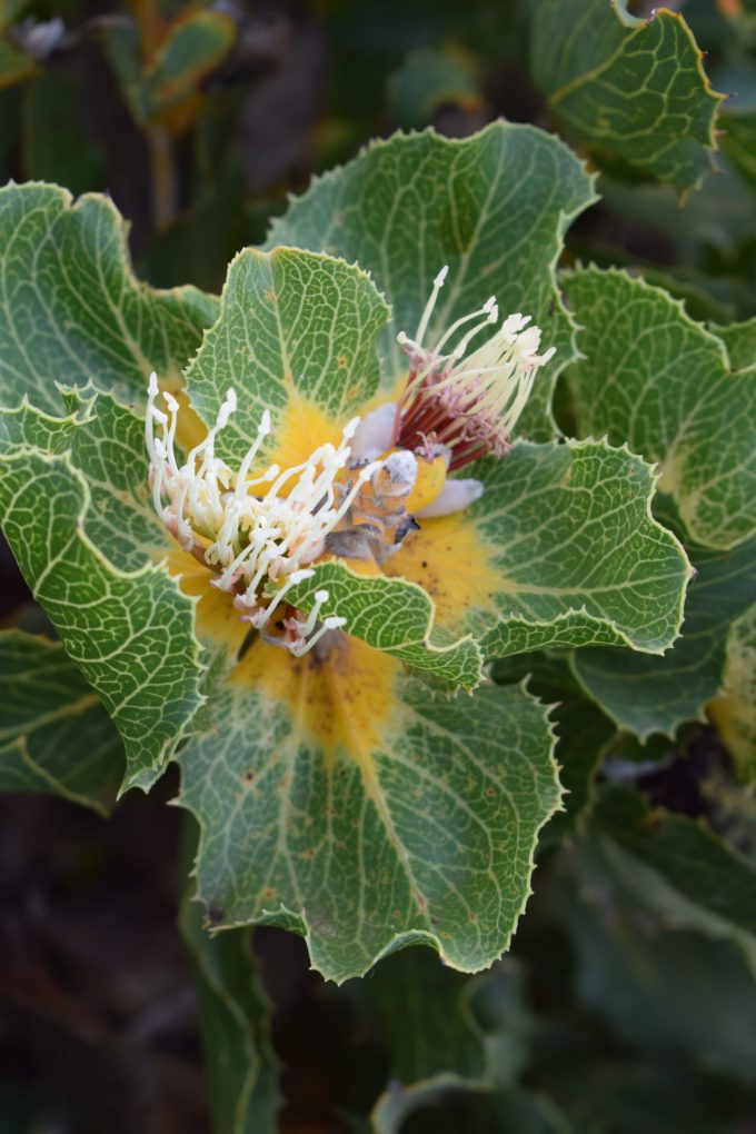 Hakea victoria - Australian Native Plant