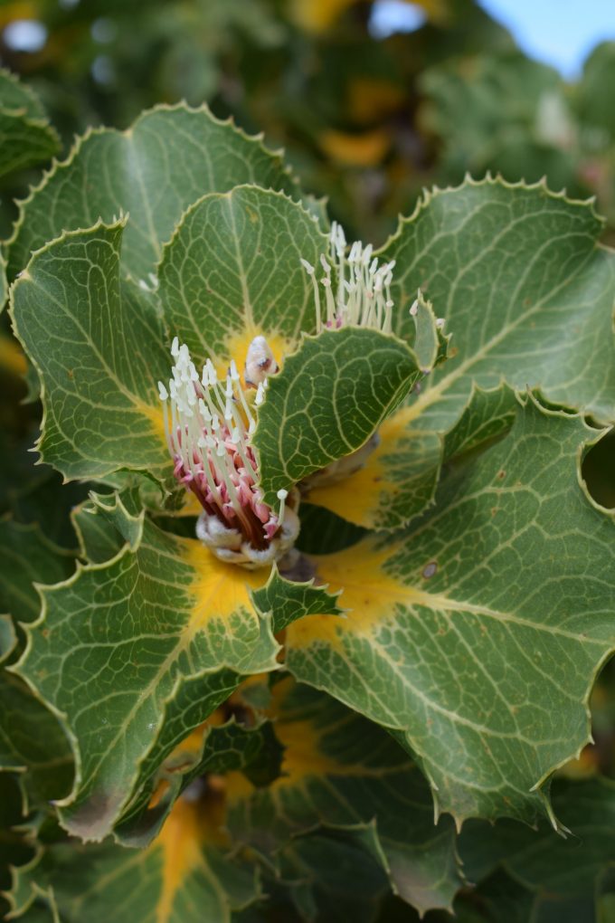 Hakea victoria - Australian Native Plant