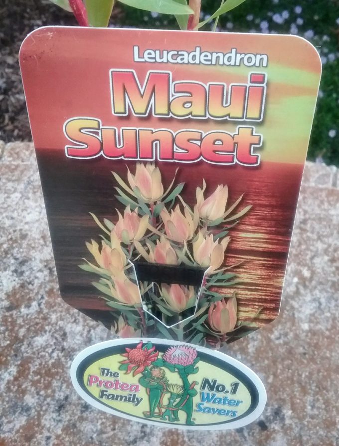 Leucadendron Maui Sunset label