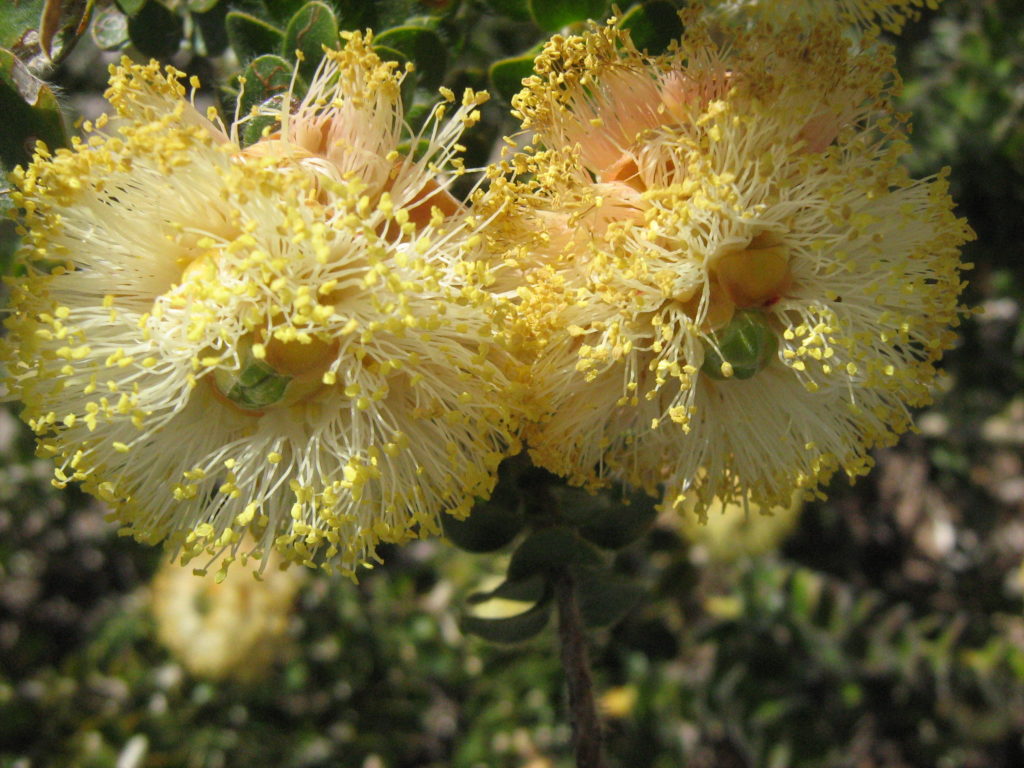 Melaleuca ciliosa 50 seeds