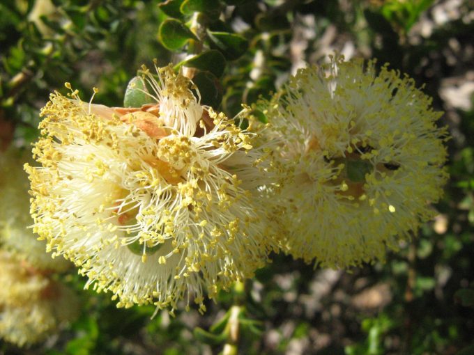 Melaleuca ciliosa - Australian Native Plant