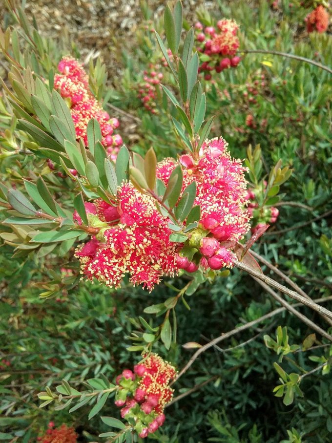 melaleuca fulgens ssp steedmanii - Australian Native Plant