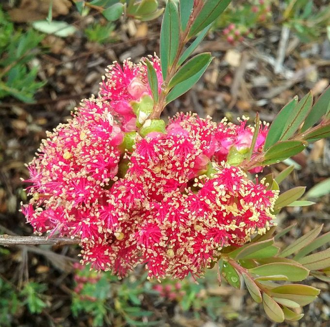 Melaleuca fulgens ssp steedmannii - Australian Native Plant