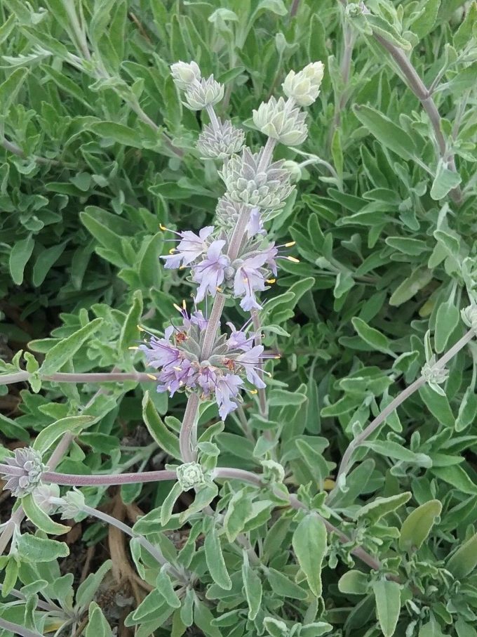 Salvia Bees Bliss - Perennial Plant