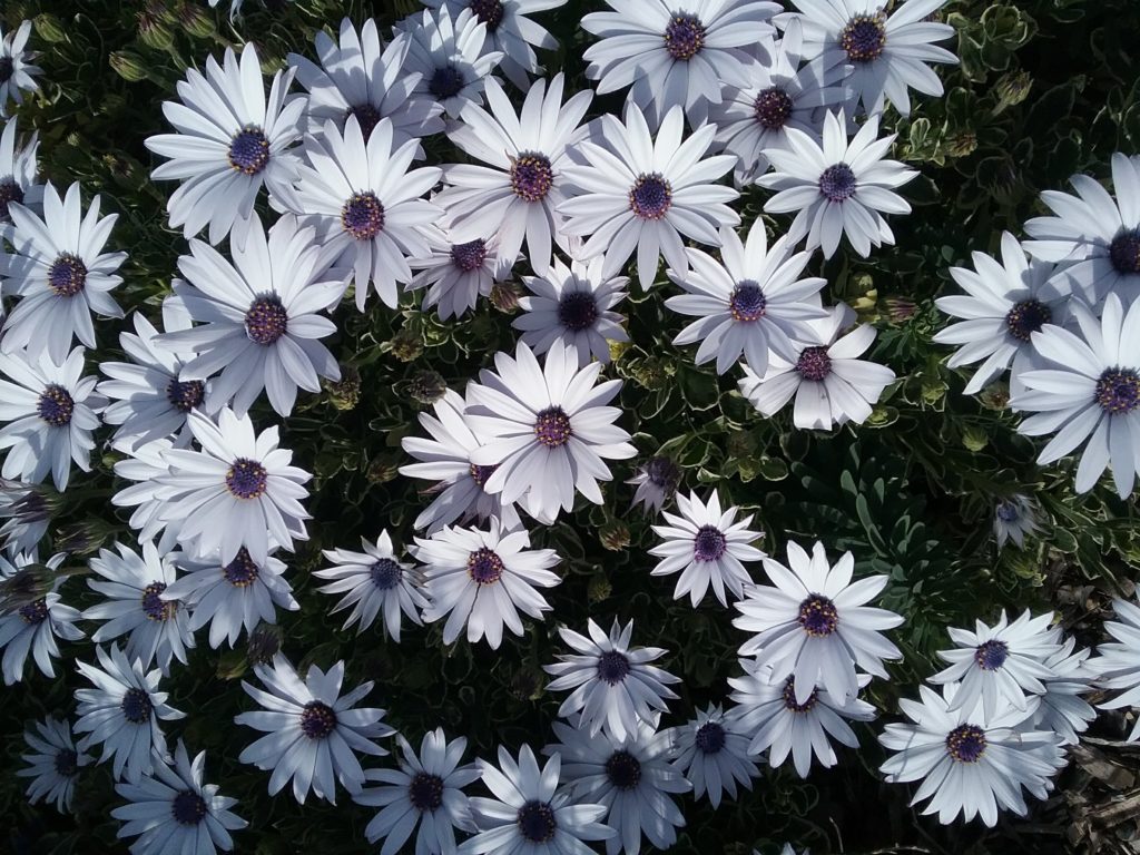 Osteospermum white variegated - Perennial Plant