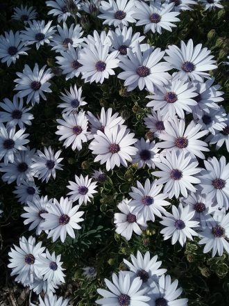 Osteospermum white variegated - Perennial Plant