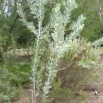 Eucalyptus pleurocarpa - Australian Native Tree