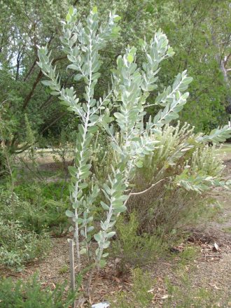 Eucalyptus pleurocarpa - Australian Native Tree