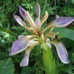 Iris foetidissima - Perennial Plant