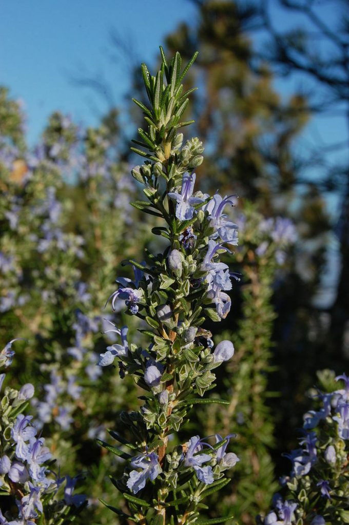 Rosemary Tuscan Blue - Perennial Plant