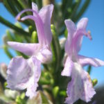 Rosemary Pink Remeberance - Perennial Plant
