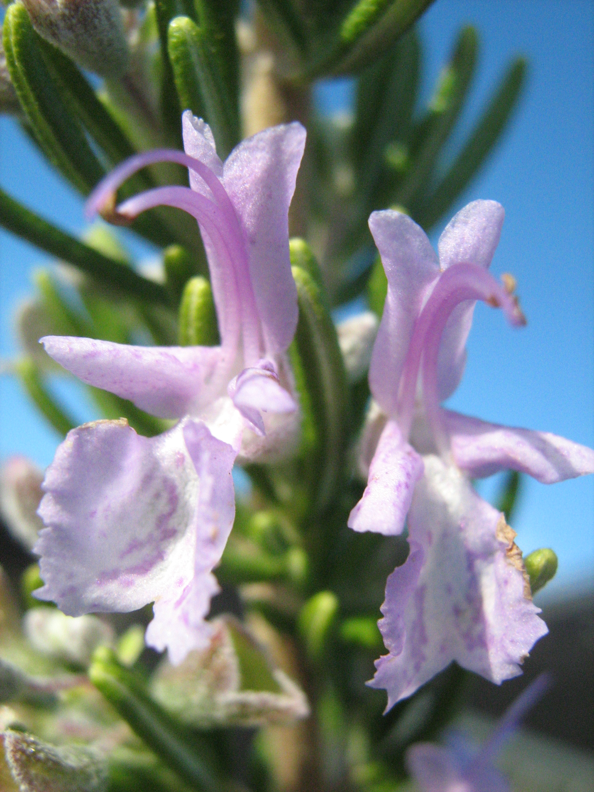 Rosemary officinalis Pink Rememberance in 50mm forestry tube – Trigg Plants