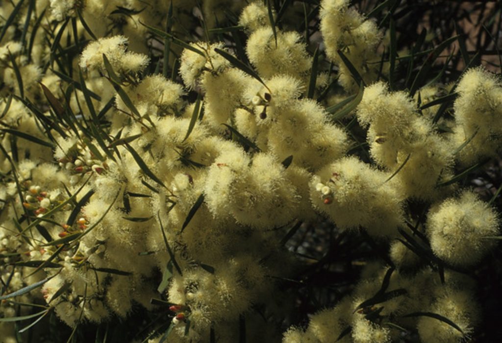 Eucalyptus leptophylla in 50mm Forestry Tube – Trigg Plants