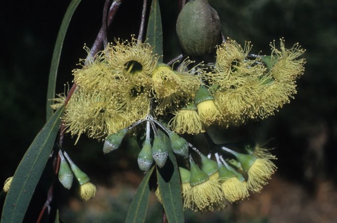 Eucalyptus sepulcralis - Australian Native Tree